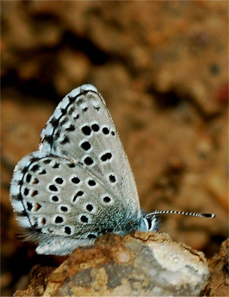 Pseudophilotes panoptes